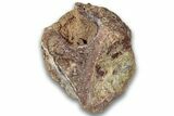 Triassic Fossil Phytosaur Vertebra - New Mexico #325135-1